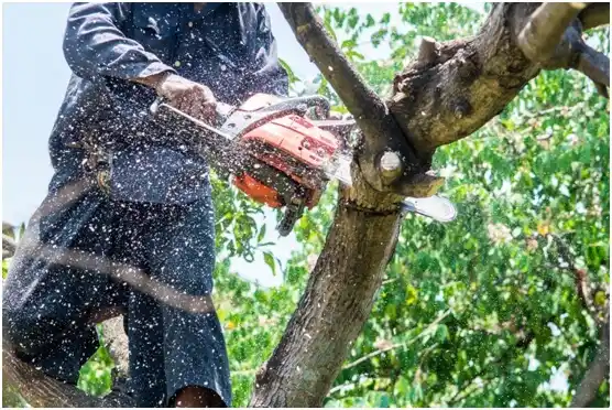 tree services Hudson